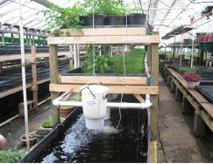 Aquaponics